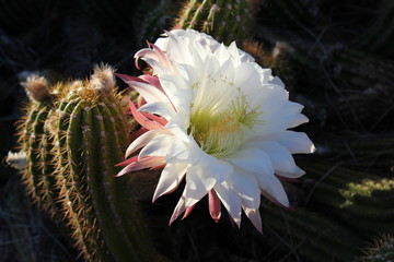 High-desert mountains in the north to subtropical desert lowlands in the south, Arizona presents a variety of discrete desert ecosystems, each providing habitat for numerous species of cacti. Cactus.