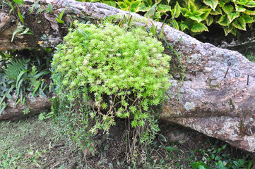 nature background