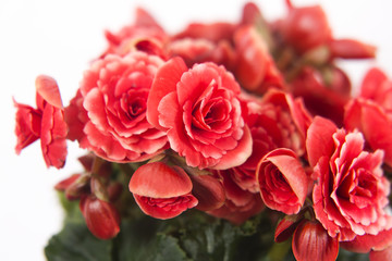  blooming begonia ,beautiful delicate flowers