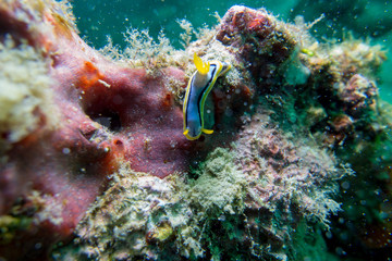 Fototapeta na wymiar Colorful sea animals Nudibranch