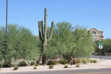 High-desert mountains in the north to subtropical desert lowlands in the south, Arizona presents a variety of discrete desert ecosystems, each providing habitat for numerous species of cacti. Cactus.