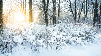 A frosty Sunny day in nature.
