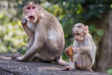 Monkey eats cookie in Borivali National park, Mumbai