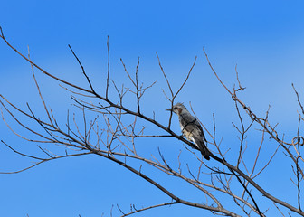 止まり木のヒヨドリ
