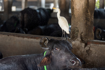 A great white heron and water buffalo in a milk and butter production plant in Mumbai, India.