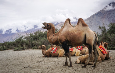 Camel safari in Nubra Valley, Ladakh, India