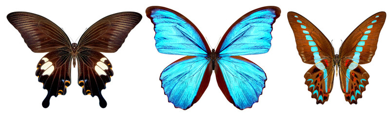 beautiful butterfly isolated on a white