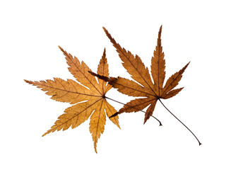 Dried maple leaves