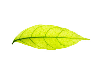 Fototapeta na wymiar Close up green leaf on white background.