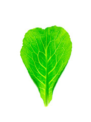 Fototapeta na wymiar Chinese kale leaf