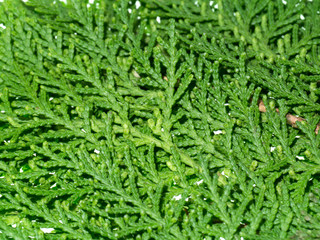 Green leaf of Chimese Arborvitae