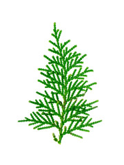 Green leaf of Chimese Arborvitae