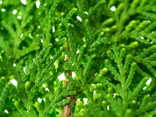 Green leaf of Chimese Arborvitae