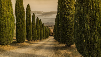 avenue in golden hour
