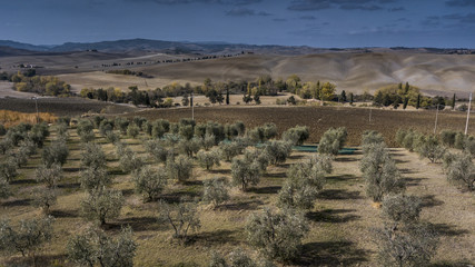 olive garden