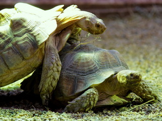 Olbrzymie żółwie zajęte wzajemną zabawą