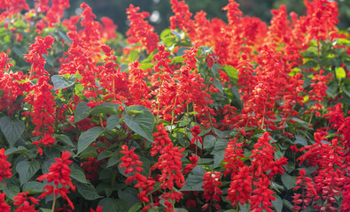 Red Salvia hatch in the afternoon sun with flowers bunched on the trunk like cannons. This is the flower that symbolizes Asian spring luck