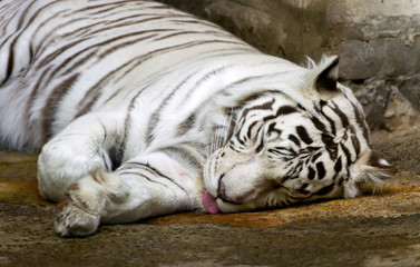 Bengali white tiger.