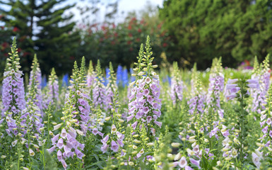 Digitalis or foxglove with mauve flowers with purple spots. Amazing flower background at festival in spring colorful bloom, beautiful blossom on branch of tree
