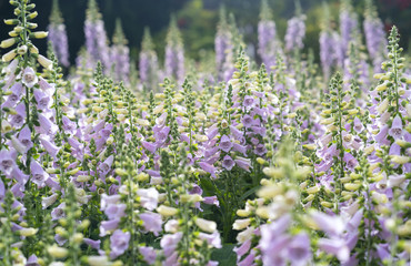 Digitalis or foxglove with mauve flowers with purple spots. Amazing flower background at festival in spring colorful bloom, beautiful blossom on branch of tree