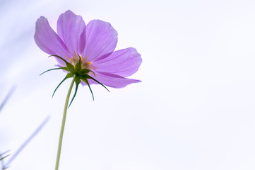 Close up cosmos bipinnatus flowers shine in the flower garden with colorful shimmering bonsai and beautiful. This flower is like stars sparkling in the sky