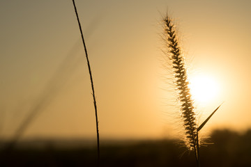 Dried flowers on a background sunset. Shallow depth of field