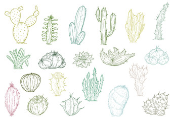 Set of hand drawn different cactuses in sketch vintage style. Vector illustration.