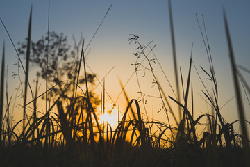 Naklejka na ściany i meble Field of grass during sunset
