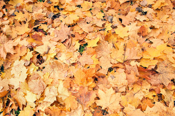 Fallen yellow foliage, autumn mood
