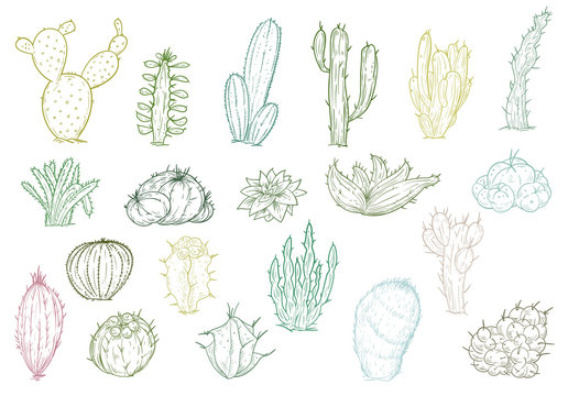 Set of hand drawn different cactuses in sketch vintage style. Vector illustration.