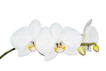 Flower white Orchid isolated on white background