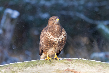 Mäusebussard sitzt im Schneetreiben auf Baumstamm