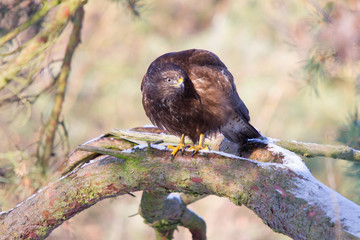 Bussard hockt auf sonniger Kiefer mit Schneeresten