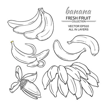 banana fruits vector set