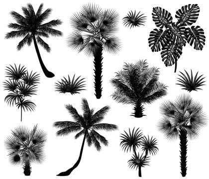 Tropical plants silhouettes (coconut palm, monstera, fan palm, rhapis). Set of hand drawn vector illustrations on white background.