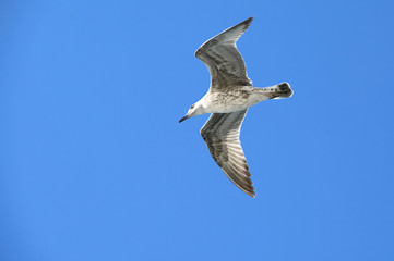 Seagull flying in sky