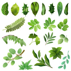 Set of green leaves of trees and bushes. Hand drawn vector illustrations on white background.