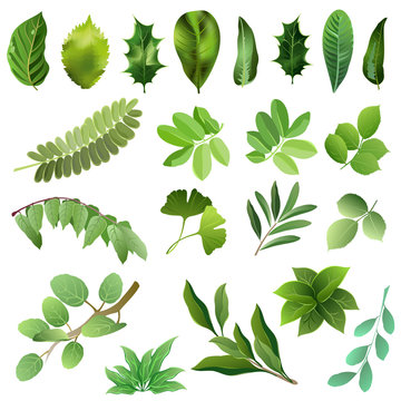 Set of green leaves of trees and bushes. Hand drawn vector illustrations on white background.