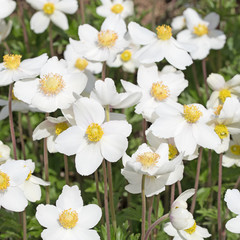 Obraz premium Anemonen, Windröschen