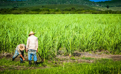 HDR - Kubanische Bauer und Erntehelfer auf dem Zuckerrohrfeld beim Ernten - 185644706