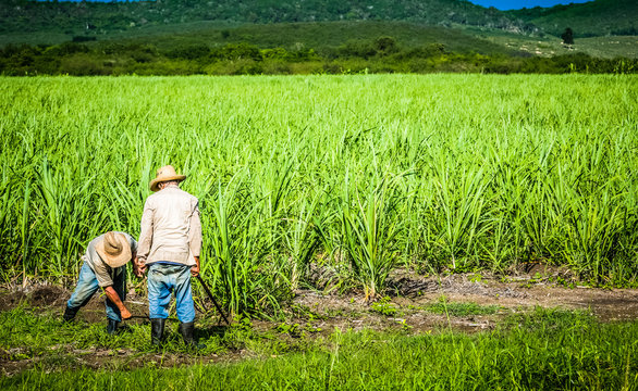 HDR - Kubanische Bauer und Erntehelfer auf dem Zuckerrohrfeld beim Ernten