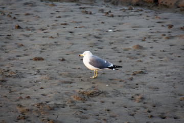 Seagull on the tidal flat. West Sea of Korea