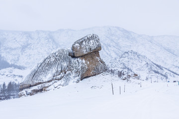 Schildkröte im Gorkhi-Terelj Nationalpark, Mongolei