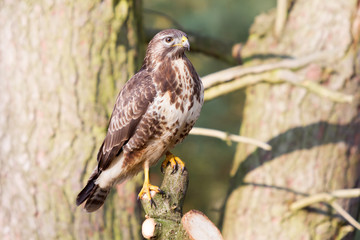 Erhaben wirkender Bussard auf abgesägten Baum