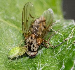 Fliege
