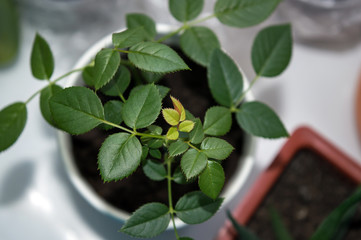 Dwarf rose growing on window sill, top view