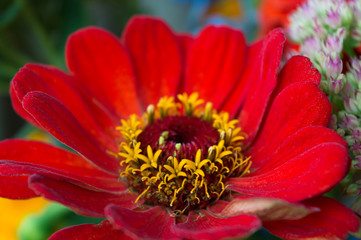 Red zinnia flower, popular garden plant with autumn bloom