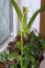 Malabar spinach vine growing on window sill among houseplants, fast-growing vegetable basella alba with edible leaves