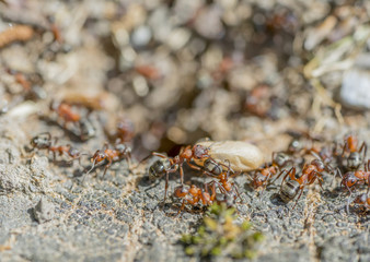 ants and cocoon