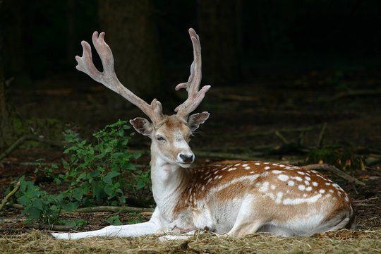 daim europ&eacute;en